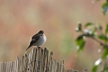 Gobe mouche noir-03